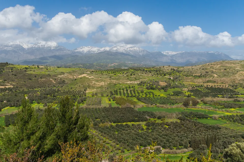Olive groves and green fields of the Messara plain stretching to a snow-capped mountain range under white clouds